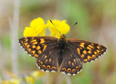 Riodinidae