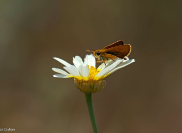 Hesperiidae