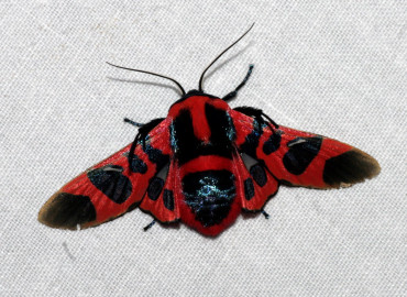 Thyrididae