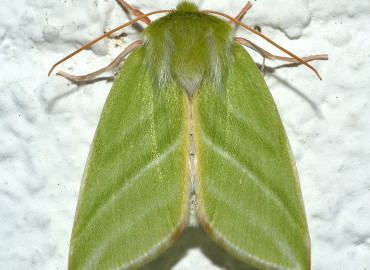 Nolidae