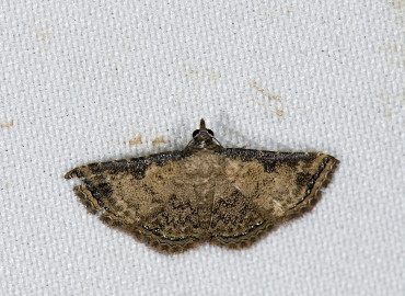 Erebidae