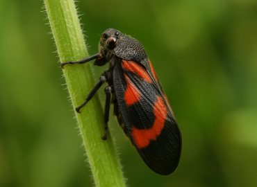 Cercopoidea