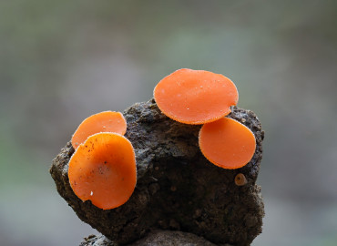 Aleuria aurantia