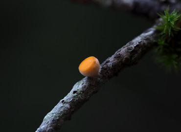 Pithya vulgaris