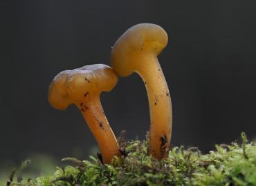 Leotia lubrica