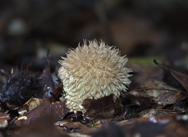 Lycoperdon echinatum