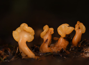 Spathularia flavida