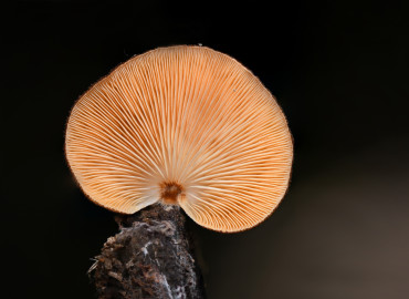 Phyllotopsis nidulans