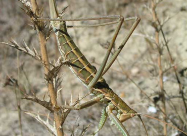 Saginae