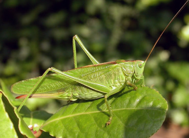 Tettigoniinae