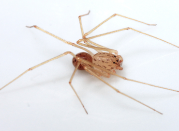 Scytodes kinzelbachi