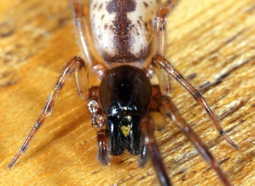 Segestria senoculata Segestria senoculata