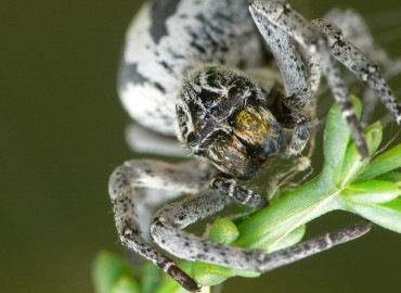 Stegodyphus lineatus