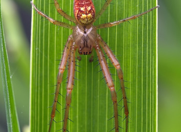 Metellina segmentata