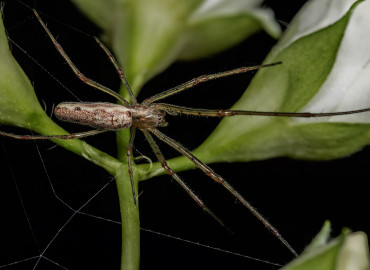 Tetragnatha extensa