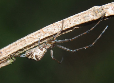 Tetragnatha obtusa