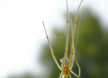 Tetragnatha pinicola