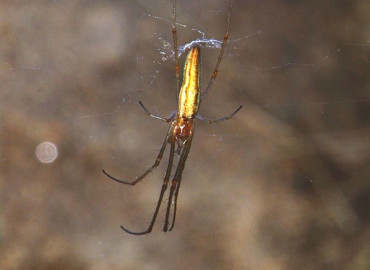 Tetragnatha striata