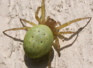 Araniella proxima Araniella proxima