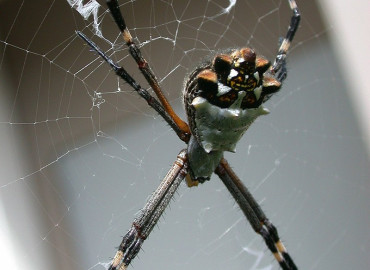 Argiope argentata Argiope argentata