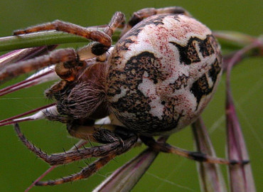 Larinioides folium Larinioides folium