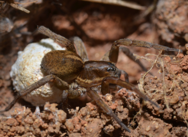 Trochosa hispanica Trochosa hispanica