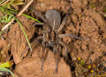 Trochosa robusta Trochosa robusta