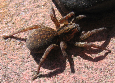 Trochosa terricola Trochosa terricola