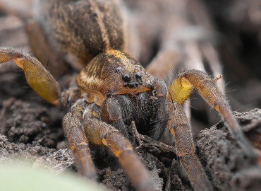 Trochosa ruricola Trochosa ruricola