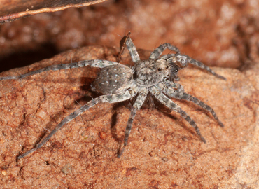 Wadicosa fidelis Wadicosa fidelis