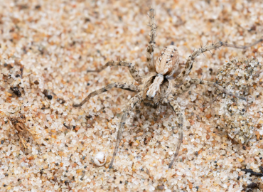 Xerolycosa miniata Xerolycosa miniata