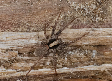 Xerolycosa nemoralis Xerolycosa nemoralis