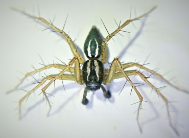 Oxyopes nigripalpis