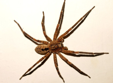 Zoropsis spinimana Zoropsis spinimana