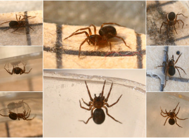 Hahnia montana Hahnia montana