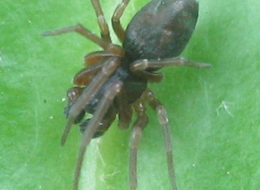 Dictyna uncinata