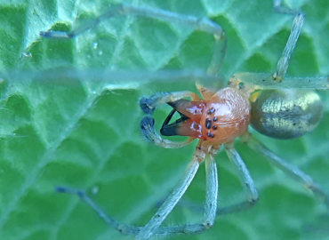 Cheiracanthium elegans