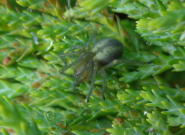 Cheiracanthium erraticum