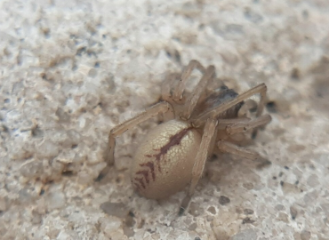 Cheiracanthium pelasgicum