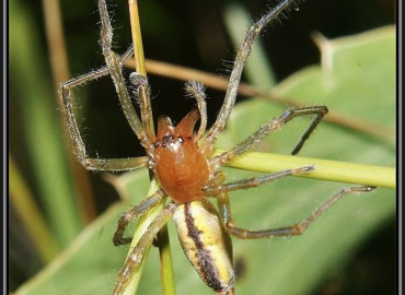 Cheiracanthium pennyi