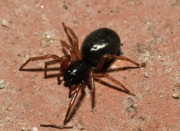 Paratrachelas maculatus Paratrachelas maculatus