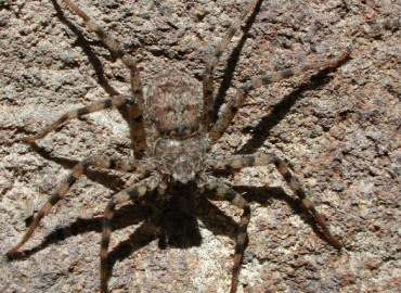 Selenopidae