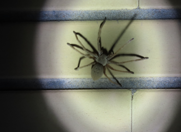 Eusparassus mesopotamicus Eusparassus mesopotamicus