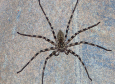 Eusparassus walckenaeri Eusparassus walckenaeri