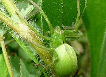Micrommata ligurina Micrommata ligurina