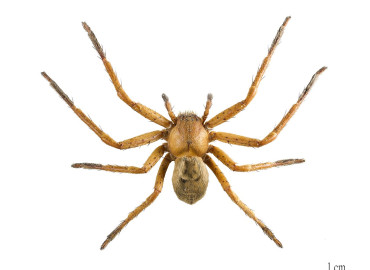 Olios argelasius Olios argelasius