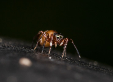 Synageles subcingulatus Synageles subcingulatus