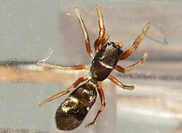 Synageles venator Synageles venator