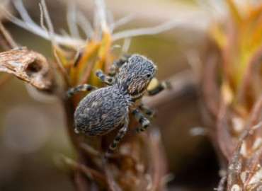 Talavera aequipes Talavera aequipes