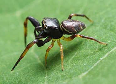 Ballus rufipes Ballus rufipes